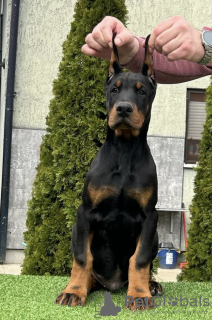 Foto №2 zu Ankündigung № 97073 zu verkaufen dobermann - einkaufen Serbien züchter