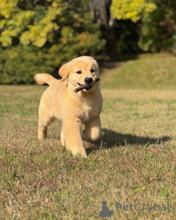 Foto №2 zu Ankündigung № 158748 zu verkaufen golden retriever - einkaufen Deutschland züchter