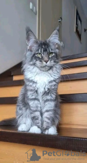 Foto №2 zu Ankündigung № 74378 zu verkaufen maine-coon-katze - einkaufen USA quotient 	ankündigung