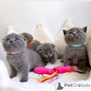 Foto №1. schottische faltohrkatze - zum Verkauf in der Stadt Baden-Baden | verhandelt | Ankündigung № 170323