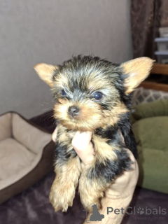 Foto №1. biewer terrier, yorkshire terrier - zum Verkauf in der Stadt Riga | 450€ | Ankündigung № 165361
