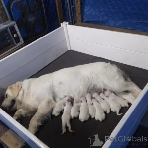 Foto №1. mischlingshund - zum Verkauf in der Stadt Glasgow | 999€ | Ankündigung № 138807