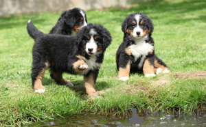 Foto №2 zu Ankündigung № 168184 zu verkaufen berner sennenhund - einkaufen Schweden quotient 	ankündigung, züchter