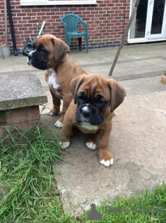 Foto №2 zu Ankündigung № 155730 zu verkaufen deutscher boxer - einkaufen Zypern 