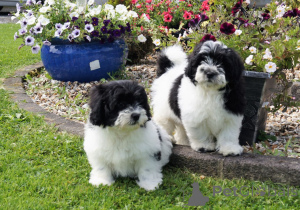 Foto №1. shih tzu - zum Verkauf in der Stadt Appenzell | 339€ | Ankündigung № 107026