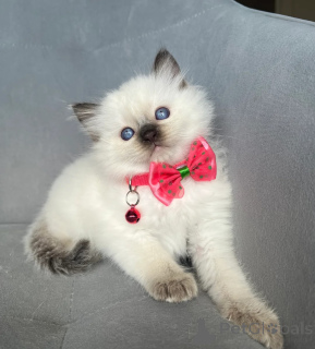 Foto №1. ragdoll-katze - zum Verkauf in der Stadt Miękinia | 350€ | Ankündigung № 178696