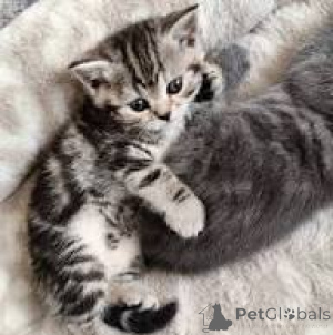 Foto №2 zu Ankündigung № 163379 zu verkaufen europäisch kurzhaar - einkaufen Schweiz quotient 	ankündigung, züchter