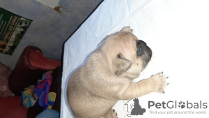 Foto №4. Ich werde verkaufen französische bulldogge in der Stadt Москва. züchter - preis - Frei