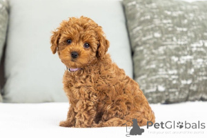 Foto №2 zu Ankündigung № 155590 zu verkaufen labradoodle - einkaufen Luxemburg quotient 	ankündigung