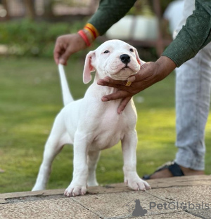 Foto №1. dogo argentino - zum Verkauf in der Stadt Warschau | Frei | Ankündigung № 119259