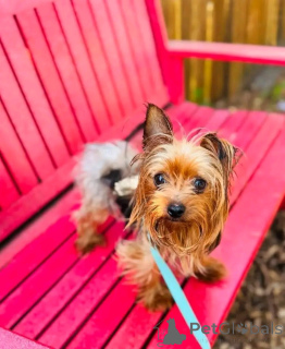 Foto №3. Süße entzückende Yorkie-Welpen zu verkaufen. Kontaktieren Sie WhatsApp Business. Deutschland