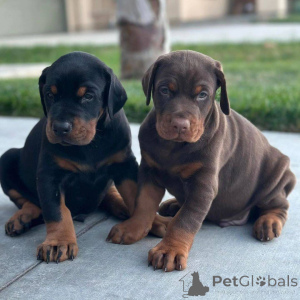 Foto №2 zu Ankündigung № 172864 zu verkaufen dobermann - einkaufen Mexiko quotient 	ankündigung