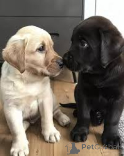 Foto №3. Labrador Retriever-Welpen zu verkaufen. USA