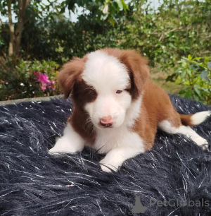 Foto №2 zu Ankündigung № 168861 zu verkaufen border collie - einkaufen Tschechische Republik quotient 	ankündigung