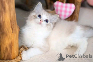 Foto №2 zu Ankündigung № 159486 zu verkaufen ragdoll-katze - einkaufen Israel züchter