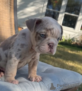 Foto №1. englische bulldogge - zum Verkauf in der Stadt Klonmel | 250€ | Ankündigung № 178814
