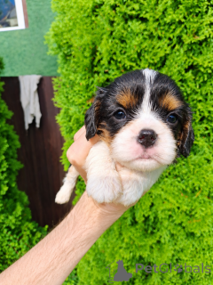 Foto №4. Ich werde verkaufen amerikanischer cocker spaniel, english cocker spaniel, english springer spaniel, welsh springer spaniel, irish water spaniel, cavalier king charles spaniel, cavalier king charles spaniel, clumber spaniel, russian spaniel, tibet-spaniel in der Stadt Vilnius. quotient 	ankündigung, vom kindergarten, züchter - preis - 1100€