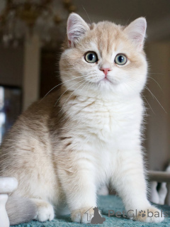 Foto №2 zu Ankündigung № 159566 zu verkaufen britisch kurzhaar - einkaufen Island quotient 	ankündigung