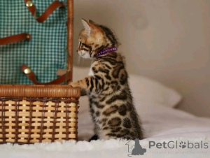 Foto №2 zu Ankündigung № 163090 zu verkaufen beagle - einkaufen Deutschland quotient 	ankündigung, aus dem tierheim