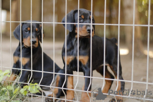 Foto №4. Ich werde verkaufen dobermann in der Stadt Belgrad. züchter - preis - verhandelt