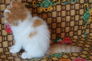 Foto №4. Ich werde verkaufen highland-straights in der Stadt Dnipro. quotient 	ankündigung - preis - 312€