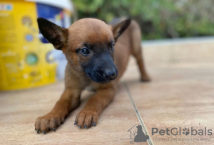 Foto №3. Malinois - Puppies. Serbien