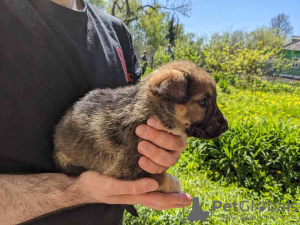 Zusätzliche Fotos: Wunderschöne Pekingese-Welpen