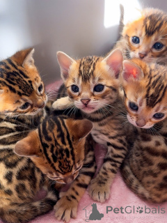 Foto №2 zu Ankündigung № 174847 zu verkaufen bengal katzenrasse - einkaufen Schweiz züchter