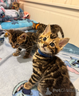 Foto №4. Ich werde verkaufen bengal katzenrasse in der Stadt Göttingen. züchter - preis - 210€