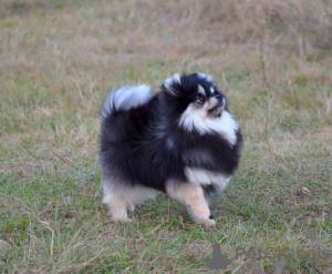 Foto №3. Wunderschönes FCI-Orange.. USA