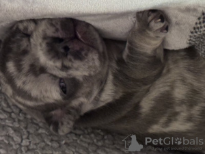 Foto №3. Erstaunliche Französchen Bulldoggen*Gesundheit*Papiere*DNA. Deutschland