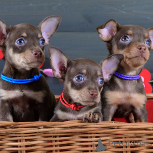 Foto №2 zu Ankündigung № 154702 zu verkaufen prager rattler - einkaufen Deutschland quotient 	ankündigung