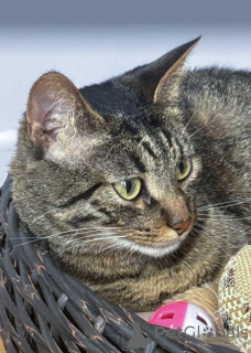 Foto №4. Ich werde verkaufen  in der Stadt Moskova. quotient 	ankündigung - preis - Frei