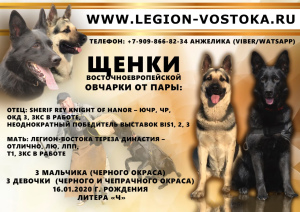 Foto №1. osteuropäischer schäferhund - zum Verkauf in der Stadt Komsomolsk-on-Amur | 444€ | Ankündigung № 5089