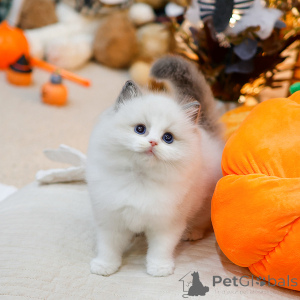 Foto №1. ragdoll-katze - zum Verkauf in der Stadt Reims | verhandelt | Ankündigung № 158641