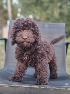 Foto №1. labradoodle - zum Verkauf in der Stadt Tula | 3696€ | Ankündigung № 114610