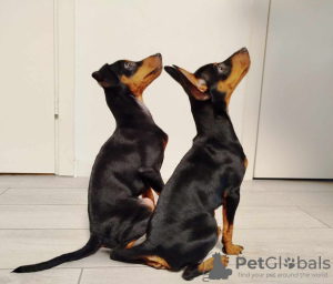 Foto №1. zwergpinscher - zum Verkauf in der Stadt Tallinn | 800€ | Ankündigung № 121604