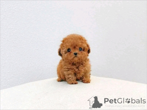 Foto №4. Ich werde verkaufen pudel (toy) in der Stadt Berlin. züchter - preis - 250€