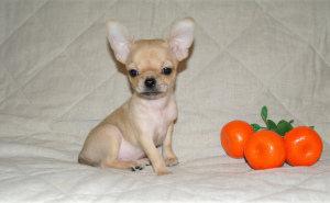 Zusätzliche Fotos: Verkaufte Chihuahua-Babys im Alter von 2 Monaten.