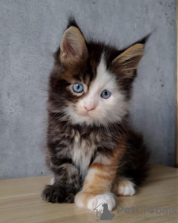 Foto №1. maine-coon-katze - zum Verkauf in der Stadt Paris | verhandelt | Ankündigung № 85899