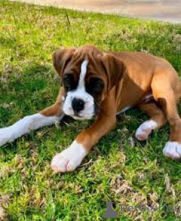 Foto №3. Boxerpuppy's te koop. Belgien