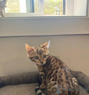 Foto №2 zu Ankündigung № 176012 zu verkaufen bengal katzenrasse - einkaufen Deutschland quotient 	ankündigung