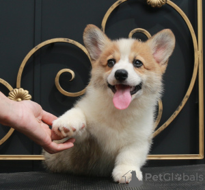 Zusätzliche Fotos: Welsh Corgi Pembroke Welpen von Champion