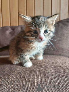 Foto №1.  - zum Verkauf in der Stadt Moskova | Frei | Ankündigung № 157032