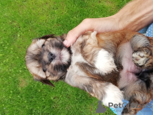 Foto №2 zu Ankündigung № 66735 zu verkaufen shih tzu - einkaufen Estland quotient 	ankündigung, vom kindergarten, züchter