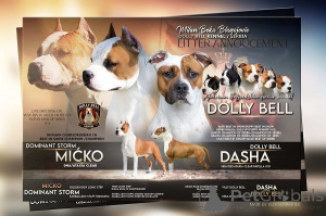 Foto №1. amerikanischer staffordshire terrier - zum Verkauf in der Stadt Kragujevac | verhandelt | Ankündigung № 171545