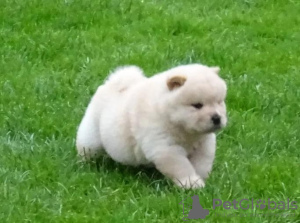 Foto №2 zu Ankündigung № 100260 zu verkaufen chow-chow - einkaufen Polen quotient 	ankündigung, vom kindergarten, aus dem tierheim, züchter