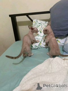 Foto №3. Bambino-Kätchen zur Adoption Verfüllbar. Deutschland