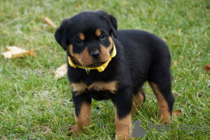 Foto №3. Entzückende Rottweiler-Welpen stehen zur Adoption zur Verfügung. Deutschland