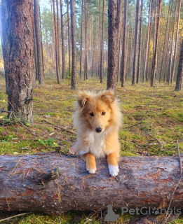 Foto №1. shetland sheepdog - zum Verkauf in der Stadt Kaunas | Frei | Ankündigung № 122734